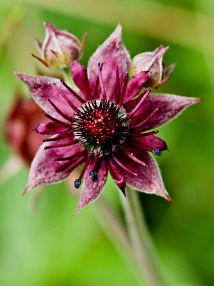 Marsh Cinquefoil